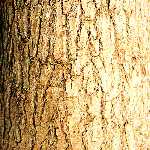 oak bark 